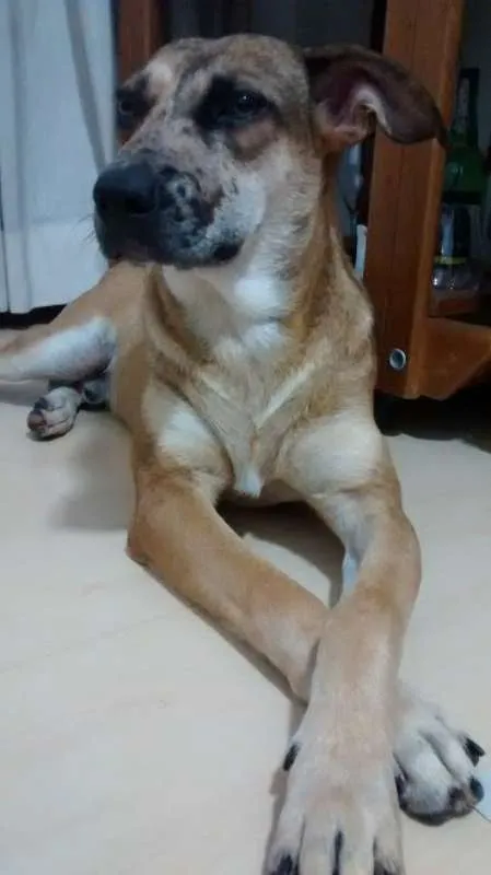 Cachorro ra a SRD idade 1 ano nome Nino