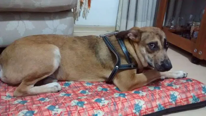 Cachorro ra a SRD idade 1 ano nome Nino