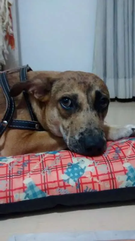 Cachorro ra a SRD idade 1 ano nome Nino