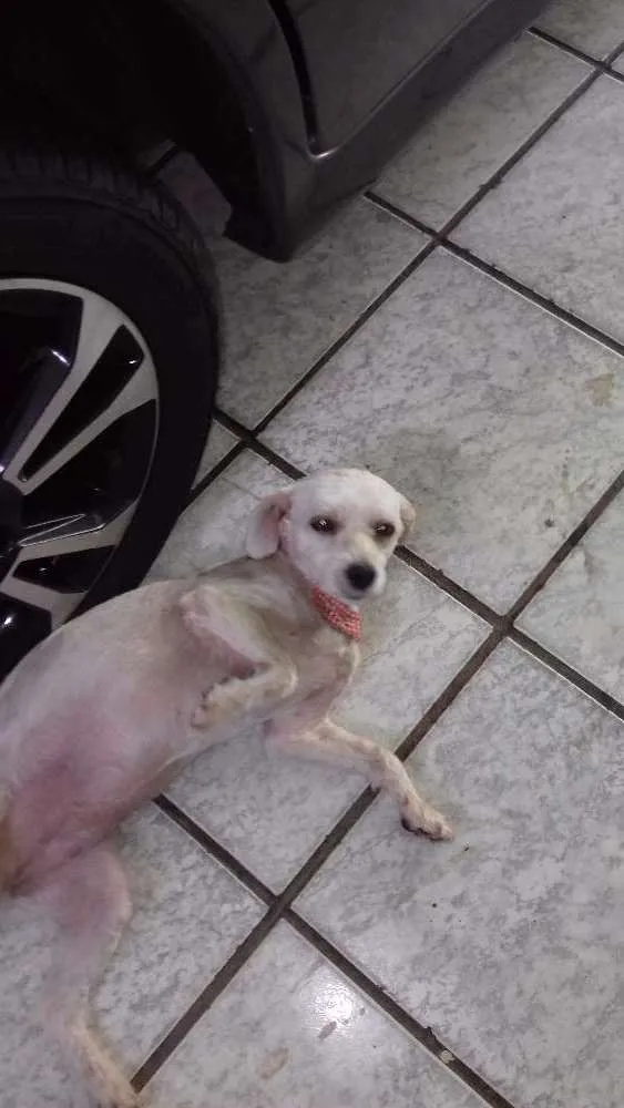 Cachorro raça Poodle  idade 2 anos nome Mel