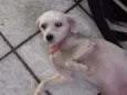 Mel
