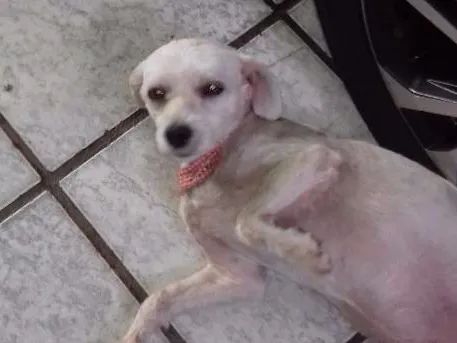 Cachorro raça Poodle  idade 2 anos nome Mel