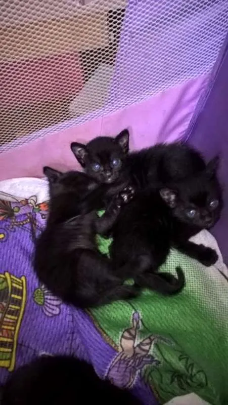 Gato ra a inderminado idade Abaixo de 2 meses nome seom nome