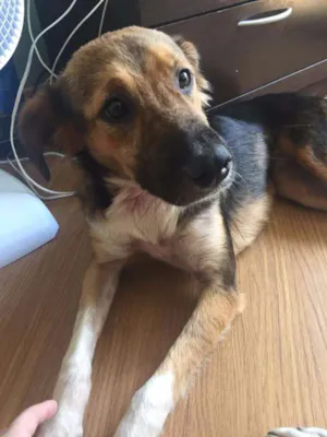 Cachorro raça SRD idade 7 a 11 meses nome Lana
