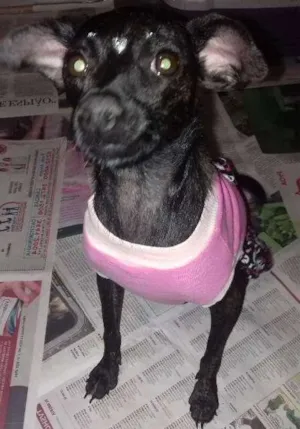 Cachorro raça SRD idade 2 anos nome Lisa