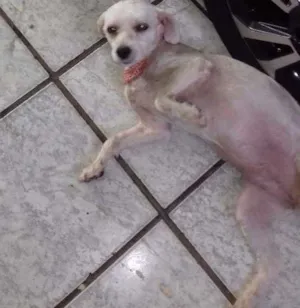 Cachorro raça Poodle  idade 2 anos nome Mel