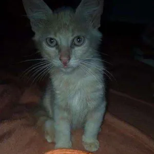 Gato raça Vira lata idade 2 a 6 meses nome Não possui