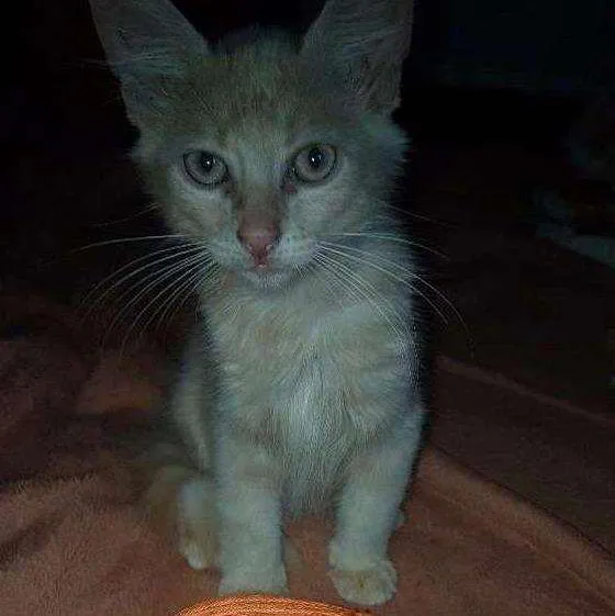 Gato ra a Vira lata idade 2 a 6 meses nome Não possui