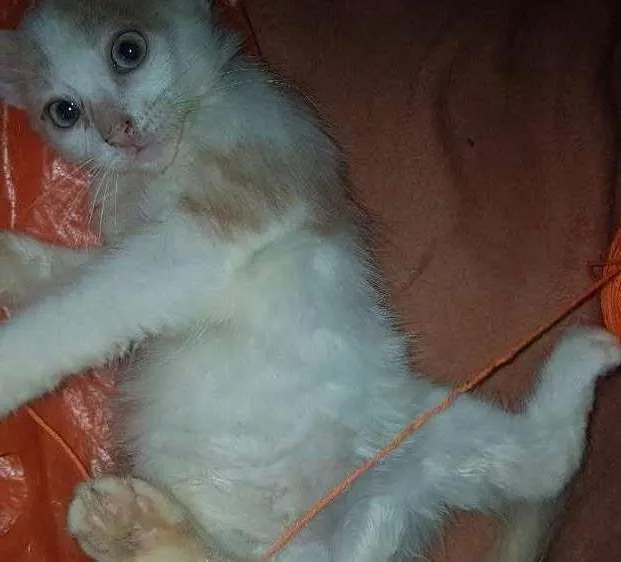 Gato ra a Vira lata idade 2 a 6 meses nome Não possui