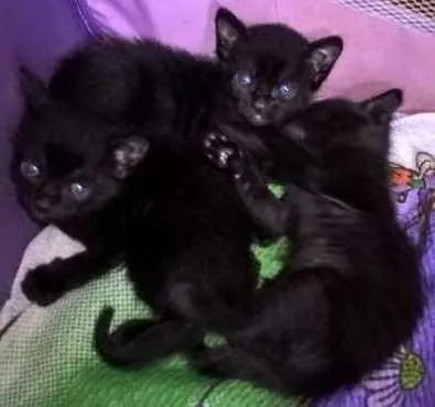 Gato ra a inderminado idade Abaixo de 2 meses nome seom nome
