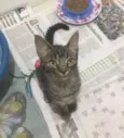 Catarina