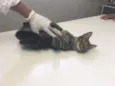 Catarina