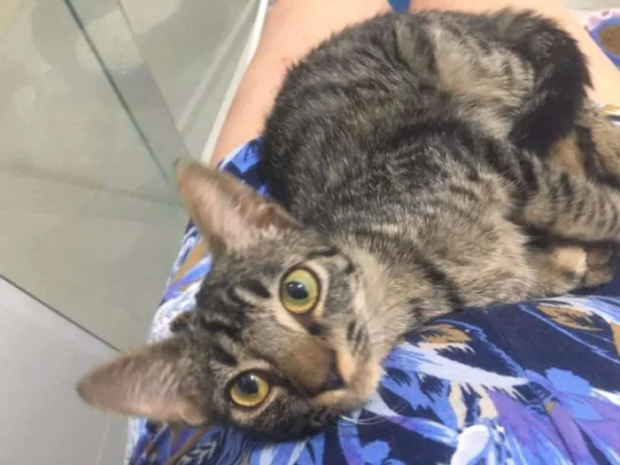 Gato ra a Srd idade 2 a 6 meses nome Catarina