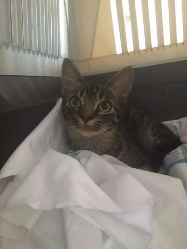 Gato ra a Srd idade 2 a 6 meses nome Catarina