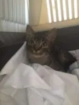 Catarina