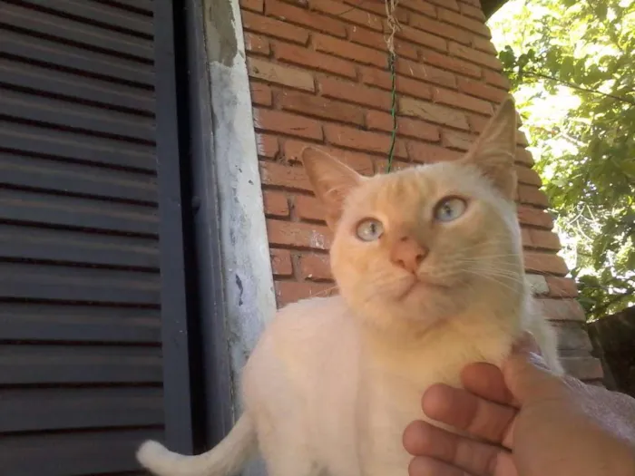 Gato ra a nenhuma idade 1 ano nome pretinha e branco