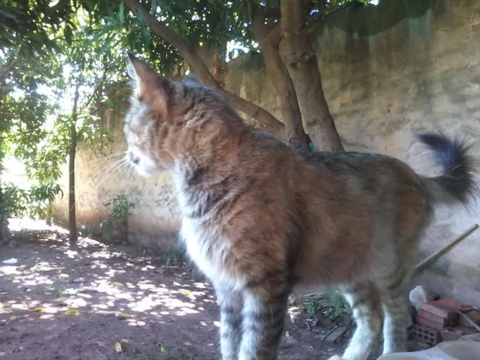 Gato ra a nenhuma idade 1 ano nome pretinha e branco