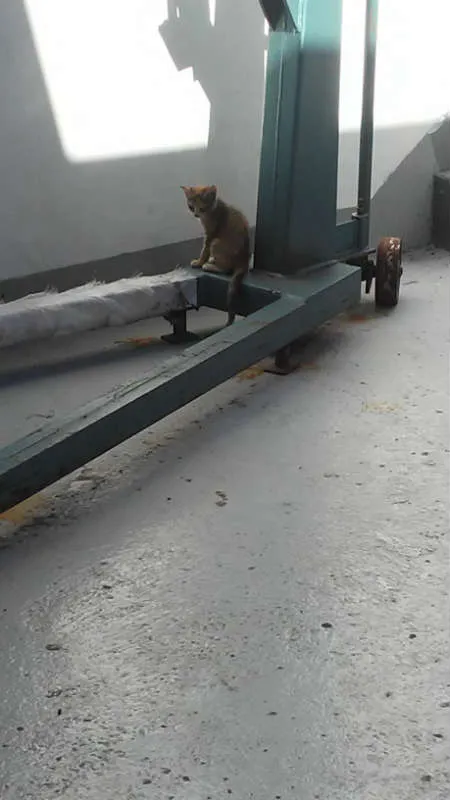 Gato ra a srd idade Abaixo de 2 meses nome Sandrilinis