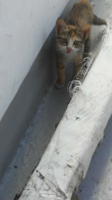 Gato ra a srd idade Abaixo de 2 meses nome Sandrilinis