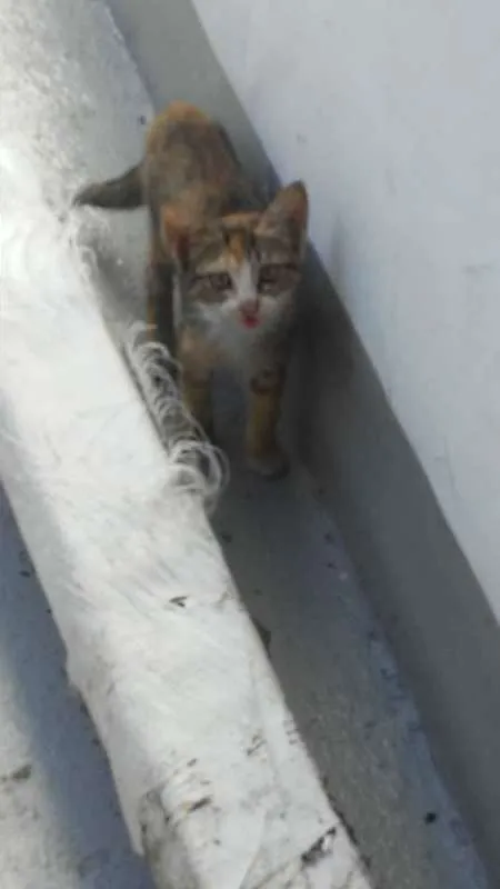 Gato ra a srd idade Abaixo de 2 meses nome Sandrilinis