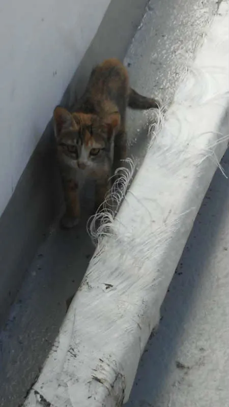 Gato ra a srd idade Abaixo de 2 meses nome Sandrilinis