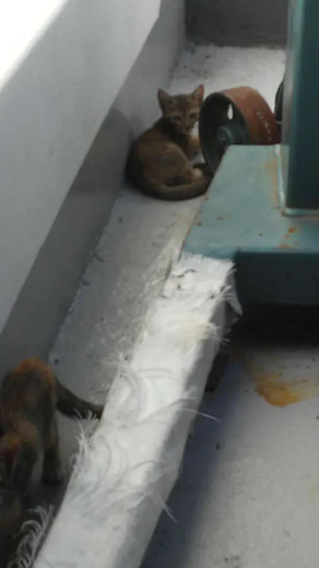 Gato ra a srd idade Abaixo de 2 meses nome Sandrilinis