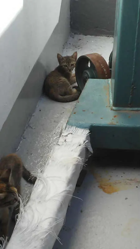 Gato ra a srd idade Abaixo de 2 meses nome Sandrilinis