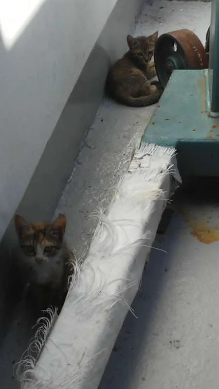 Gato ra a srd idade Abaixo de 2 meses nome Sandrilinis