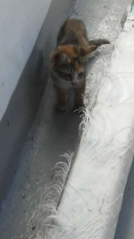 Gato ra a srd idade Abaixo de 2 meses nome Sandrilinis