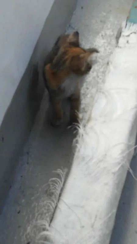 Gato ra a srd idade Abaixo de 2 meses nome Sandrilinis
