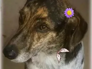 Cachorro raça  idade 2 anos nome ESMERALDA