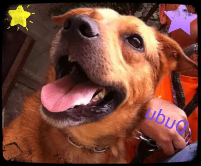 Cachorro ra a MiX pir bull idade 4 anos nome Dudu