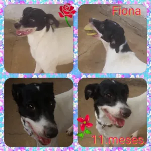 Cachorro raça Srd idade 7 a 11 meses nome Fiona