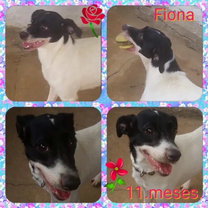 Cachorro ra a Srd idade 7 a 11 meses nome Fiona