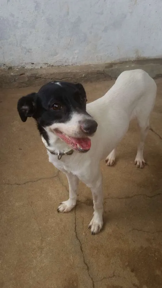 Cachorro ra a Srd idade 7 a 11 meses nome Fiona