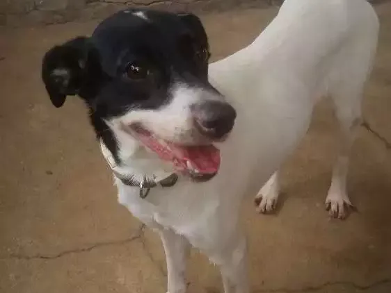 Cachorro ra a Srd idade 7 a 11 meses nome Fiona