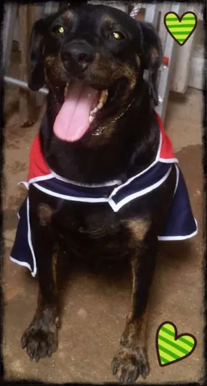Cachorro raça Mix de tekel idade 2 anos nome BRUCE