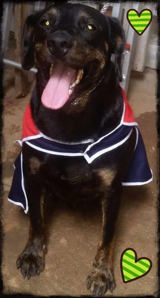 Cachorro raça Mix de tekel idade 2 anos nome BRUCE