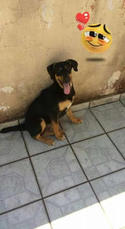 Cachorro ra a Indefinida idade 1 ano nome Marie