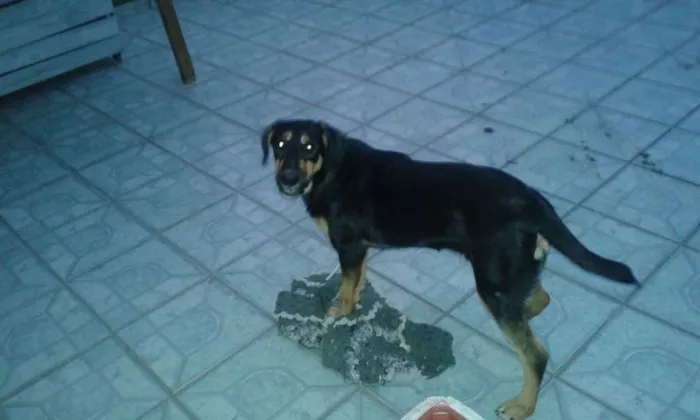 Cachorro ra a Indefinida idade 1 ano nome Marie