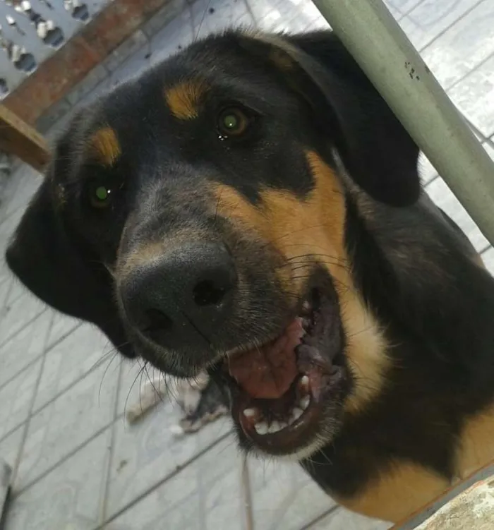 Cachorro ra a Indefinida idade 1 ano nome Marie