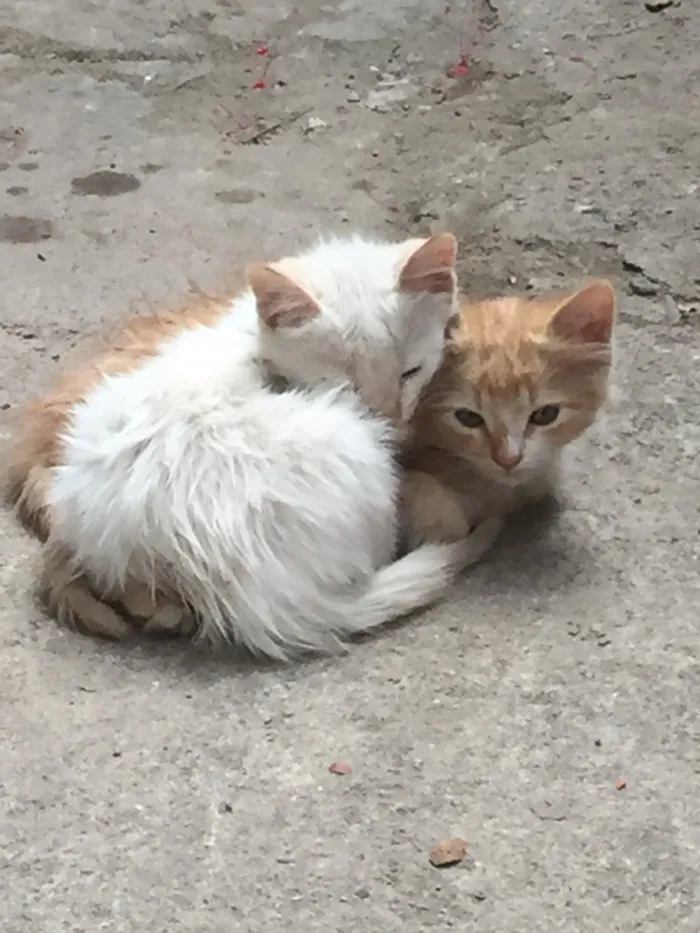 Gato raça Sem raça  idade Abaixo de 2 meses nome Sem nome
