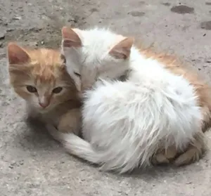 Gato raça Sem raça  idade Abaixo de 2 meses nome Sem nome
