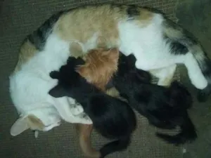 Gato raça  idade 2 a 6 meses nome Sem nomes