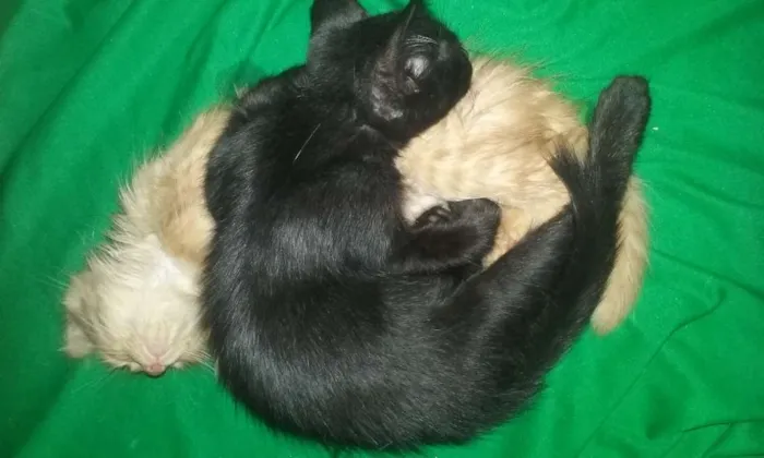 Gato ra a  idade 2 a 6 meses nome Sem nomes