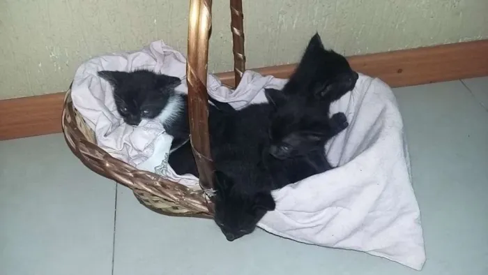 Gato raça SRD idade 2 a 6 meses nome Mio