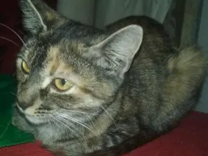 Gato raça  idade 7 a 11 meses nome Sem nomes