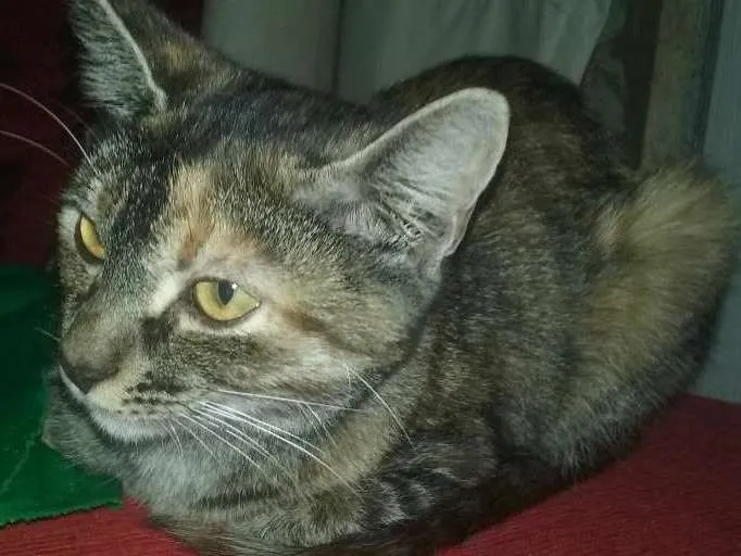 Gato ra a  idade 7 a 11 meses nome Sem nomes