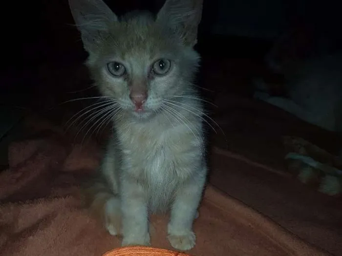 Gato ra a Vira lata idade 2 a 6 meses nome Não possui