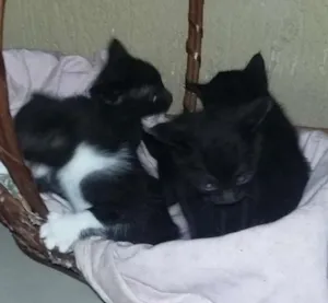 Gato raça SRD idade 2 a 6 meses nome Mio
